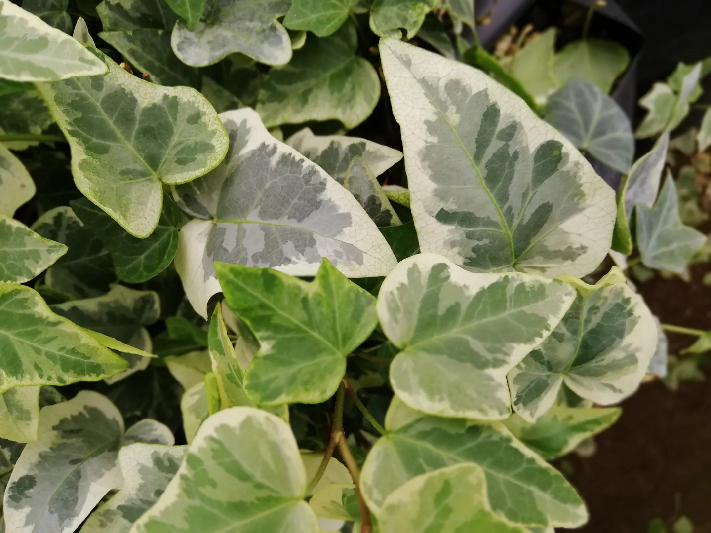 HEDERA WHITE WONDER