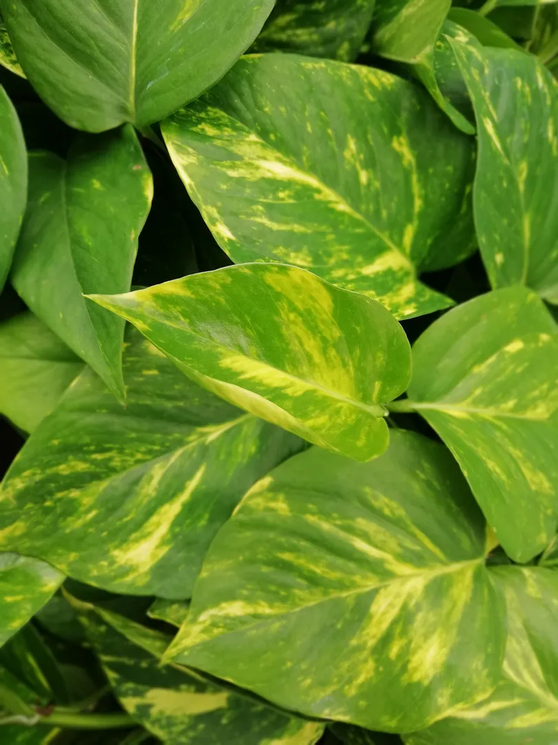 SCINDAPSUS HAWAIIAN POTHOS