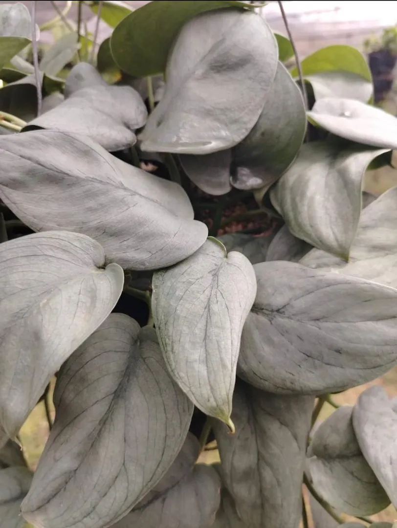 SCINDAPSUS PICTUS SILVER HERO PREMIUM REGULAR