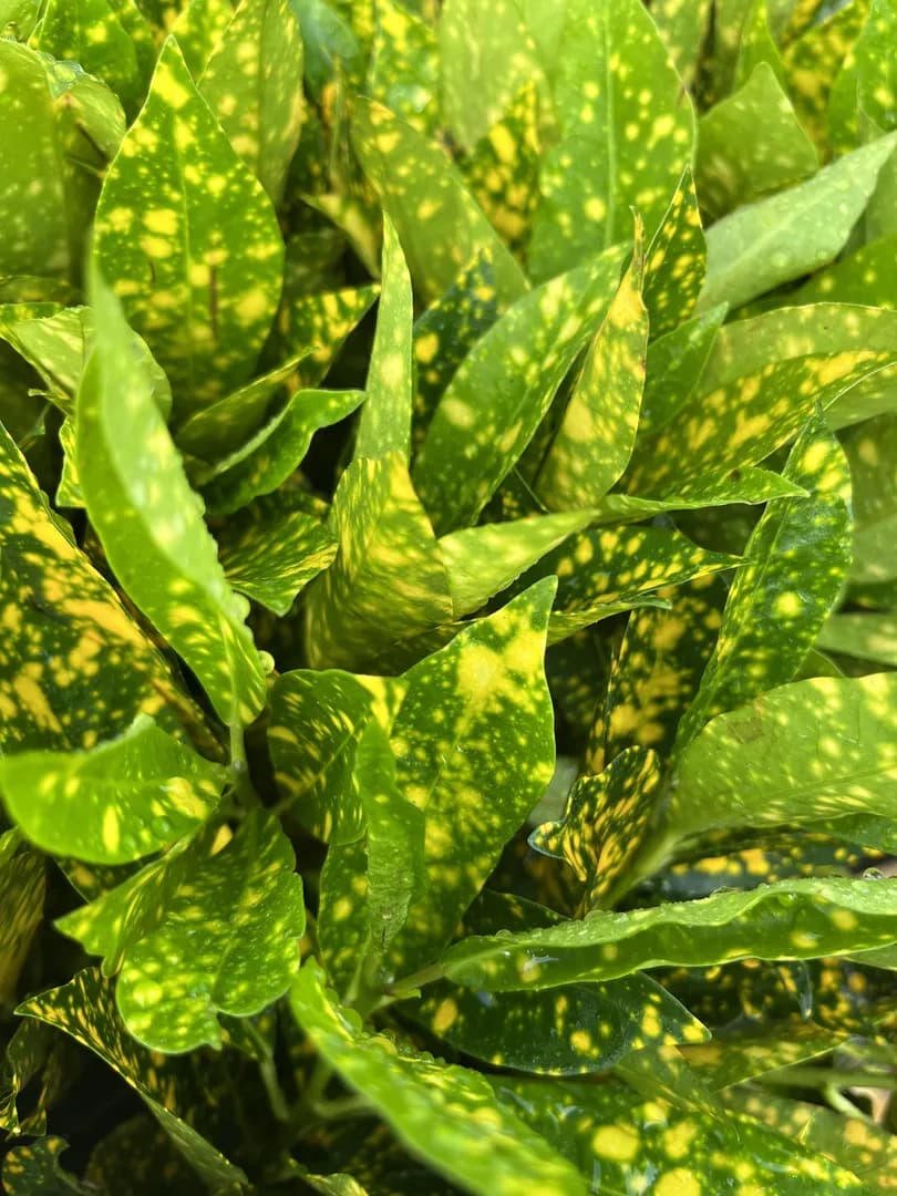 CROTON GOLD DUST