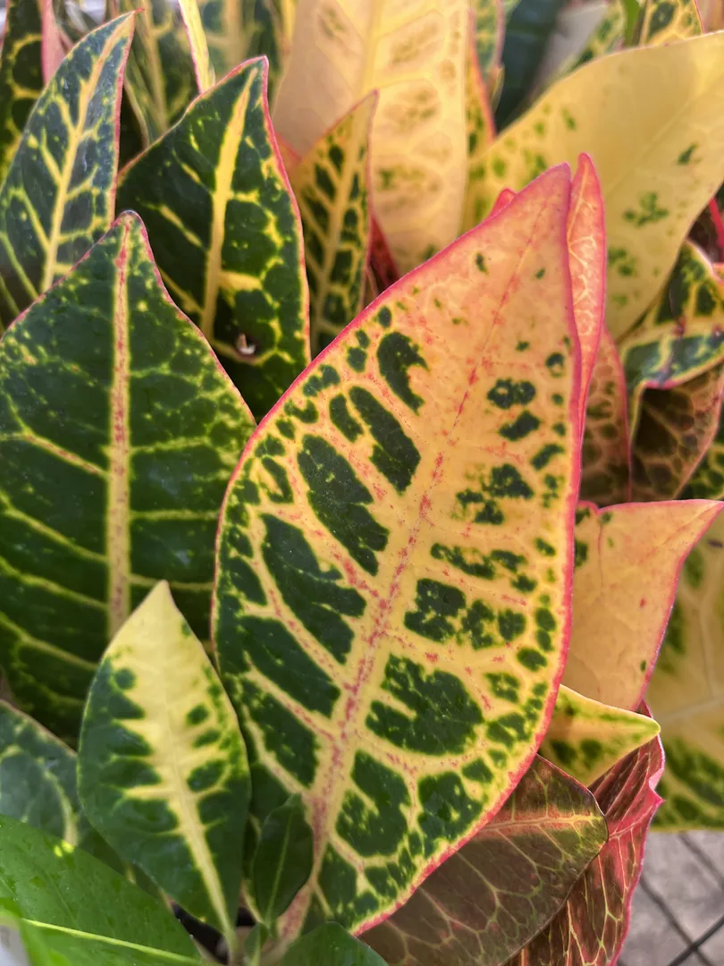 CROTON PETRA