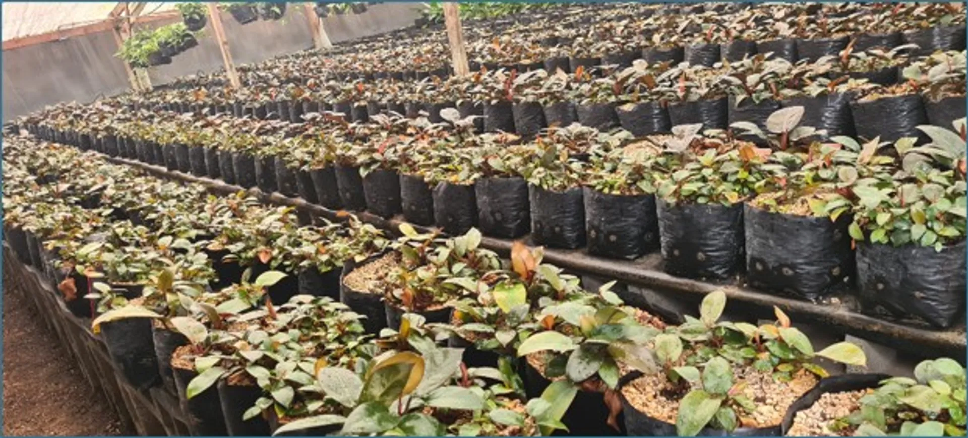 PHILODENDRON BLACK CARDINAL