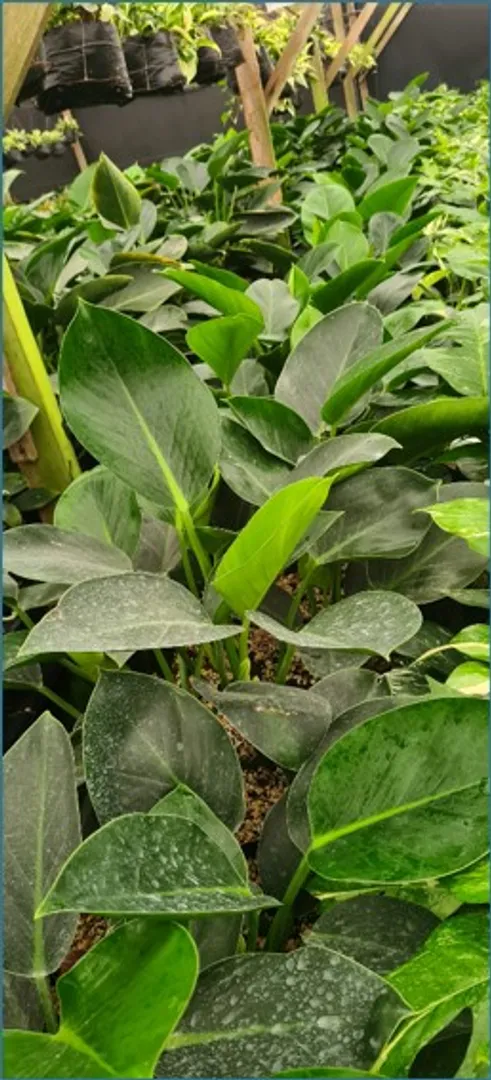 PHILODENDRON GREEN PRINCESS PREMIUM