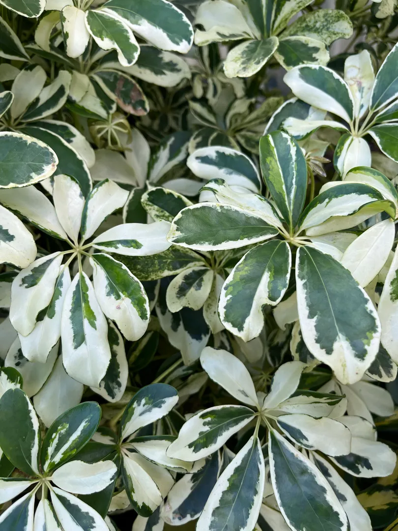 SCHEFFLERA IVORY PP36,128