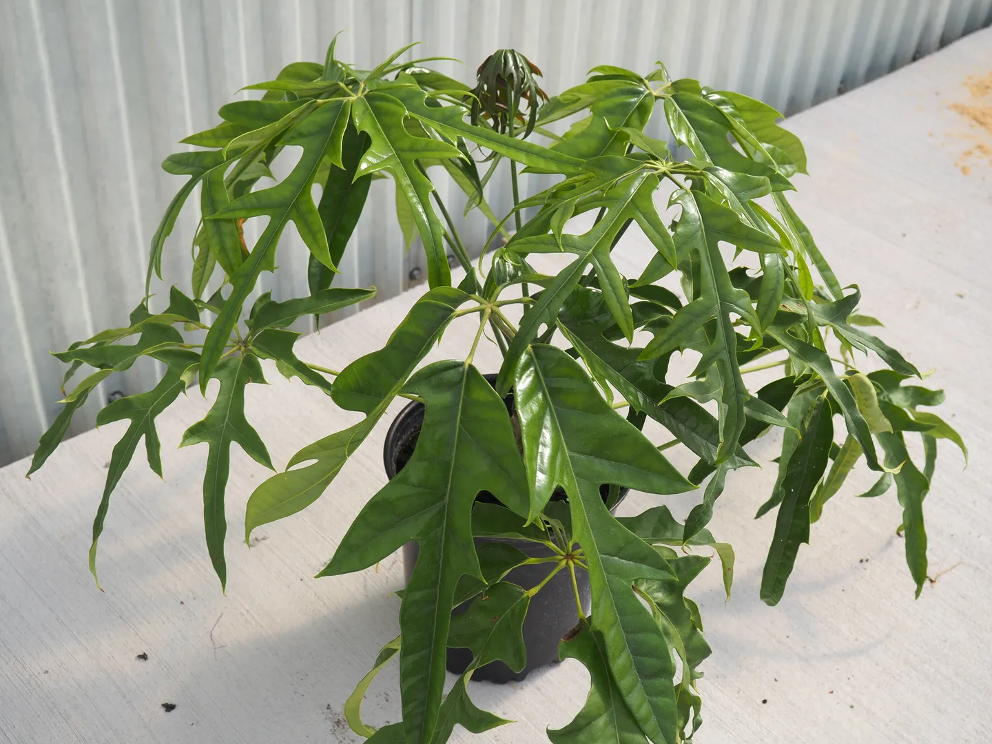 SCHEFFLERA MATO