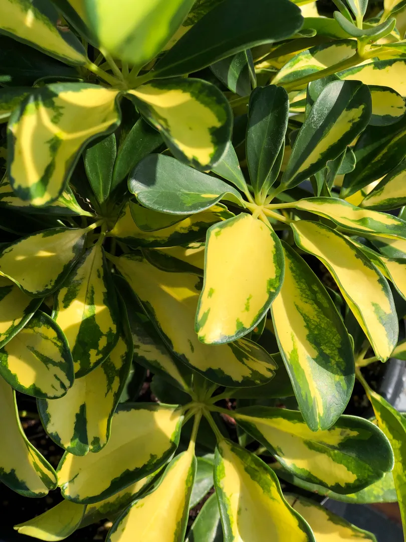 SCHEFFLERA SUNSHADE PP32734