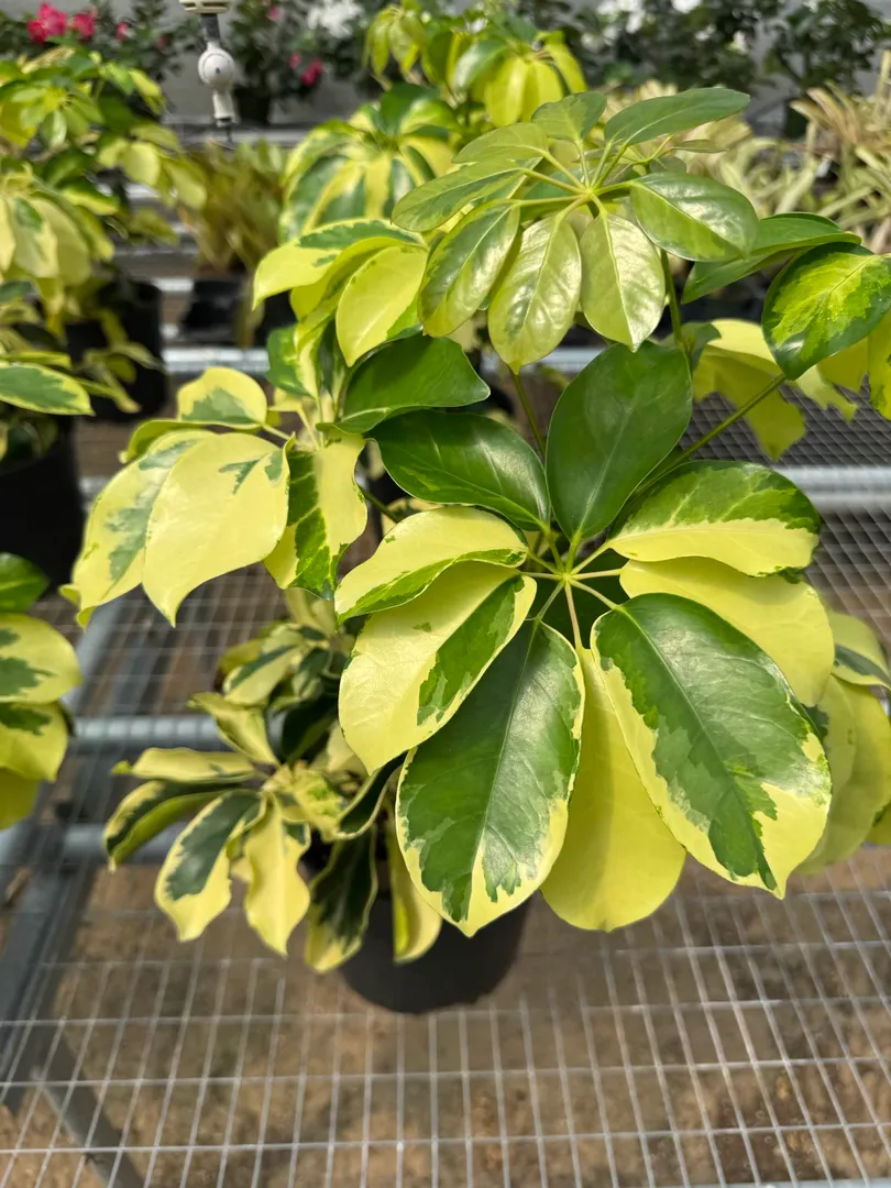 SCHEFFLERA RAZZLE DAZZLE