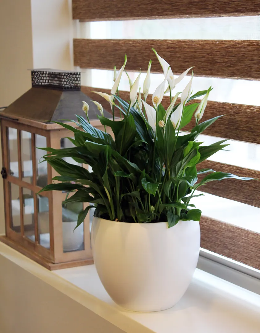 SPATHIPHYLLUM CUPIDO COSMIC