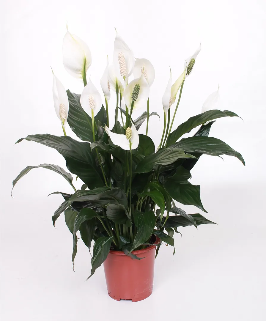 SPATHIPHYLLUM ROMEO
