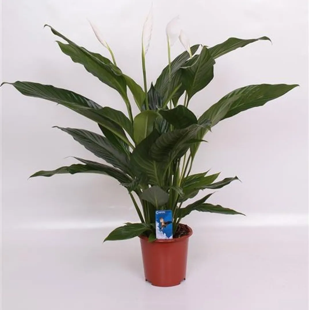 SPATHIPHYLLUM BINGO