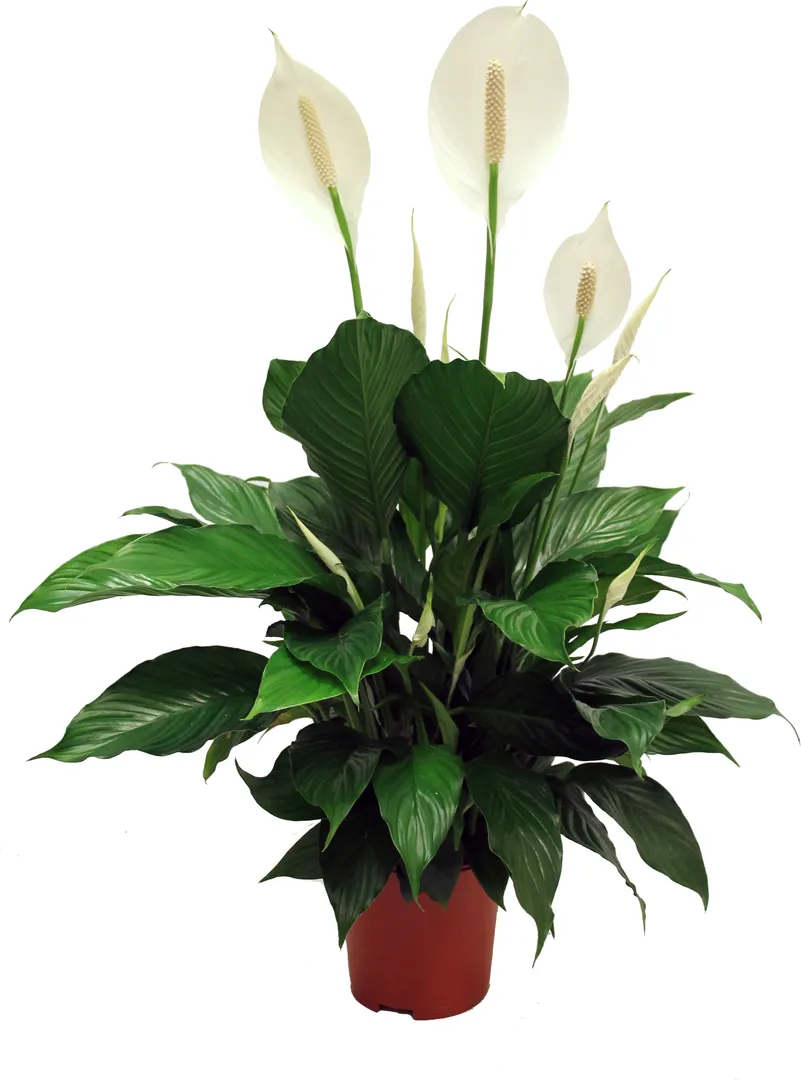 SPATHIPHYLLUM SENSEO