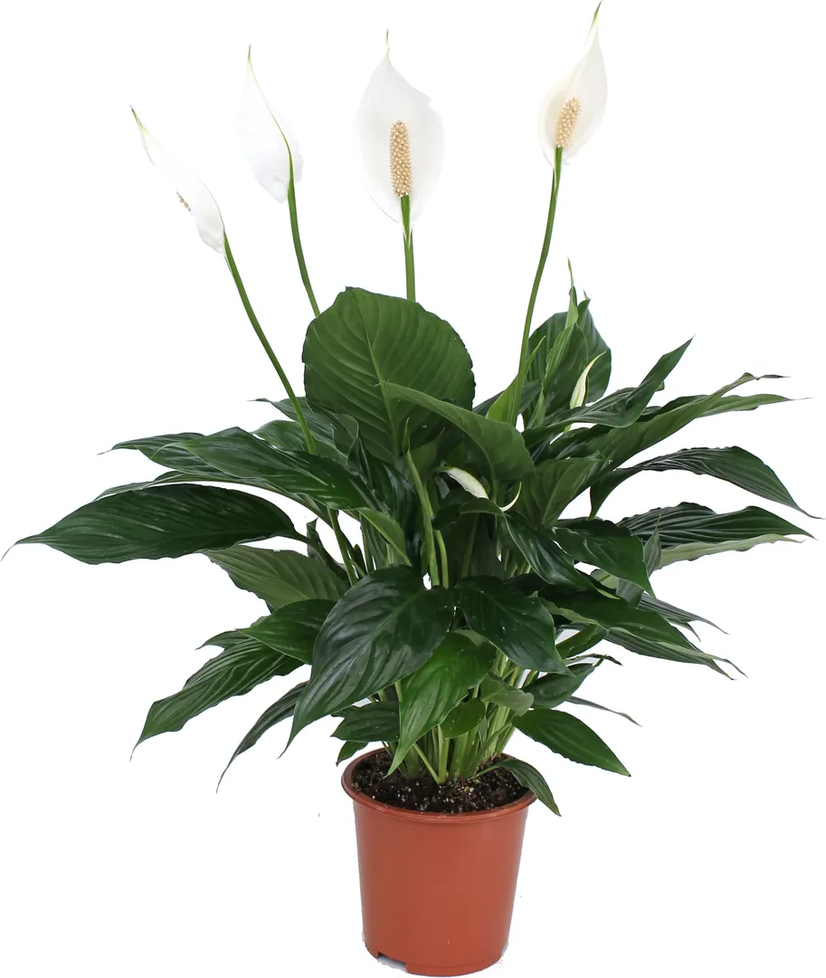 SPATHIPHYLLUM FALCO