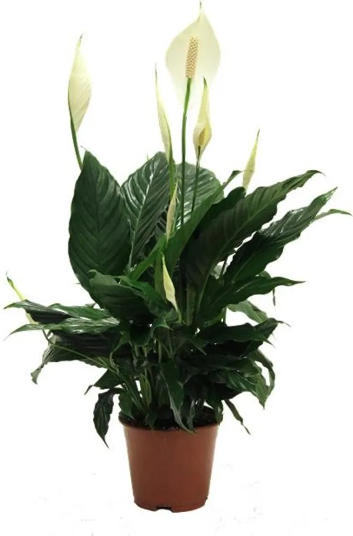 SPATHIPHYLLUM UNICO PP29022