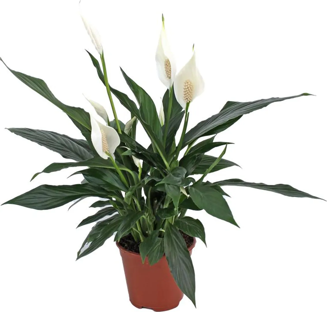 SPATHIPHYLLUM PICO PP32522