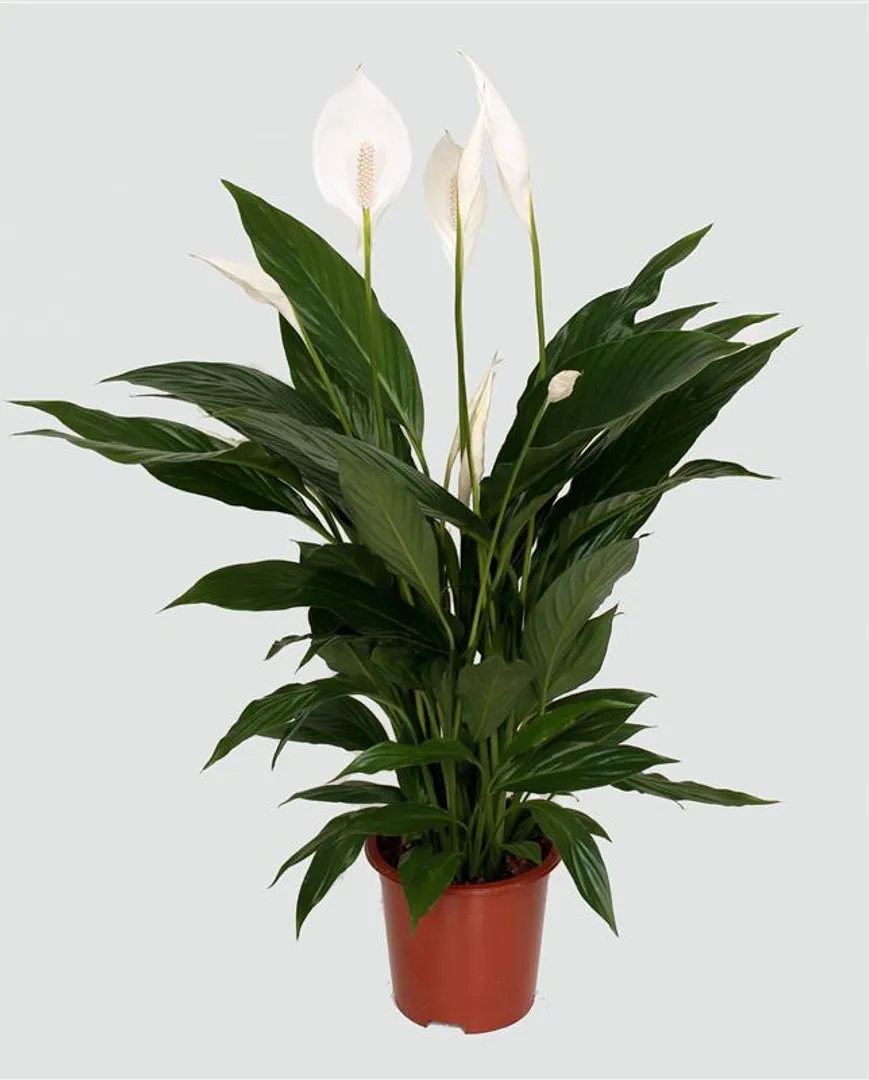 SPATHIPHYLLUM COMPACTO