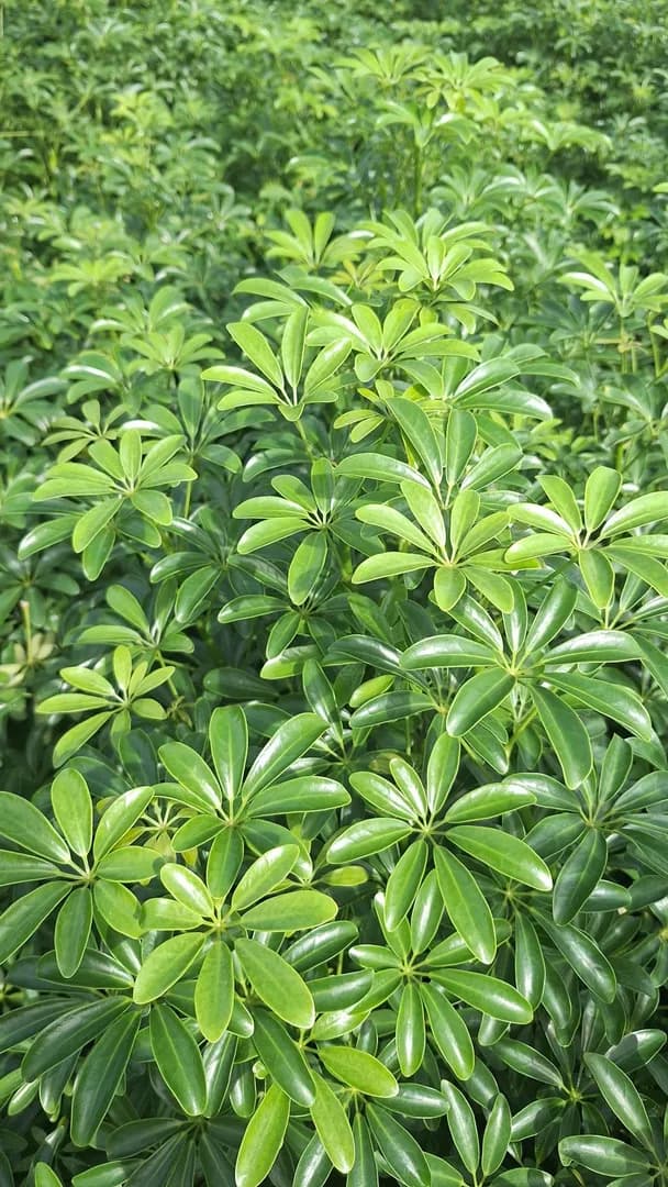 SCHEFFLERA MINI ARBORICOLA