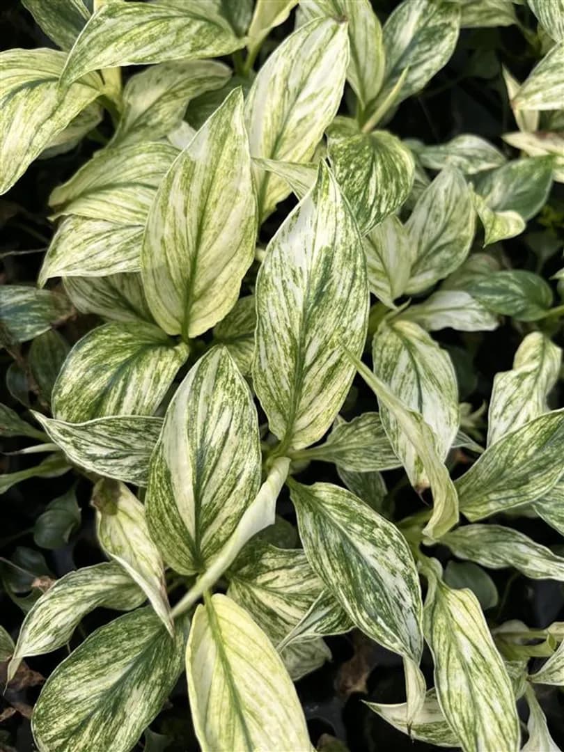 SPATHIPHYLLUM SENSATION VARIEGATED