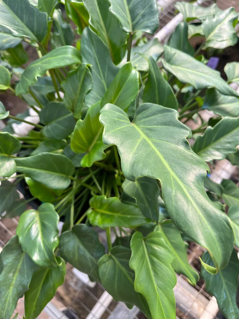 PHILODENDRON XANADU