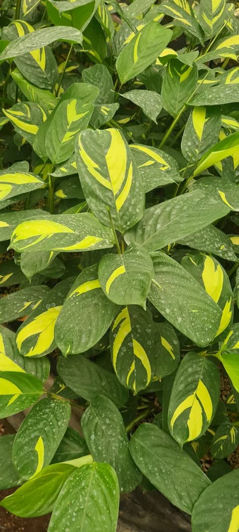CTENANTHE LUBBERSIANA GOLDEN MOSAIC