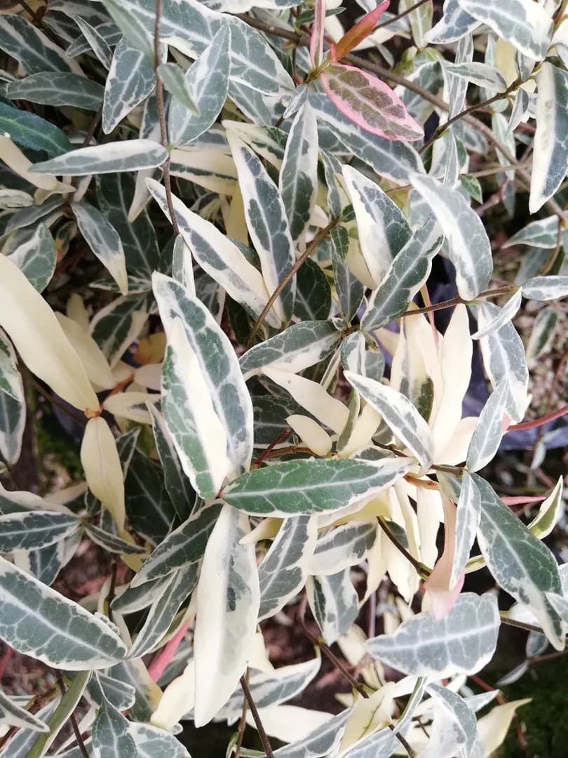 TRACHELOSPERMUM ASIATICUM VARIEGATED TRICOLOR