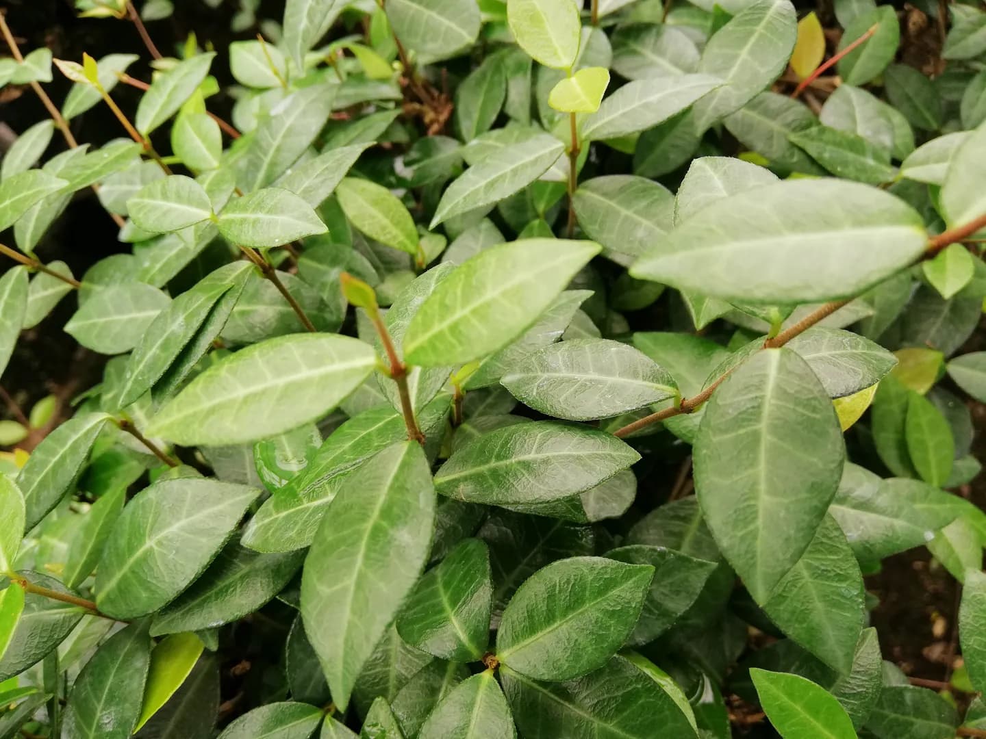 TRACHELOSPERMUM ASIATICUM ASIATIC JASMINE