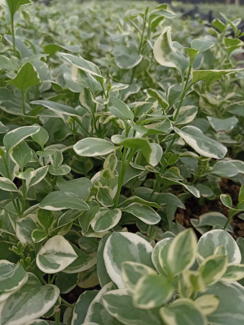 VINCA MAJOR VARIEGATED