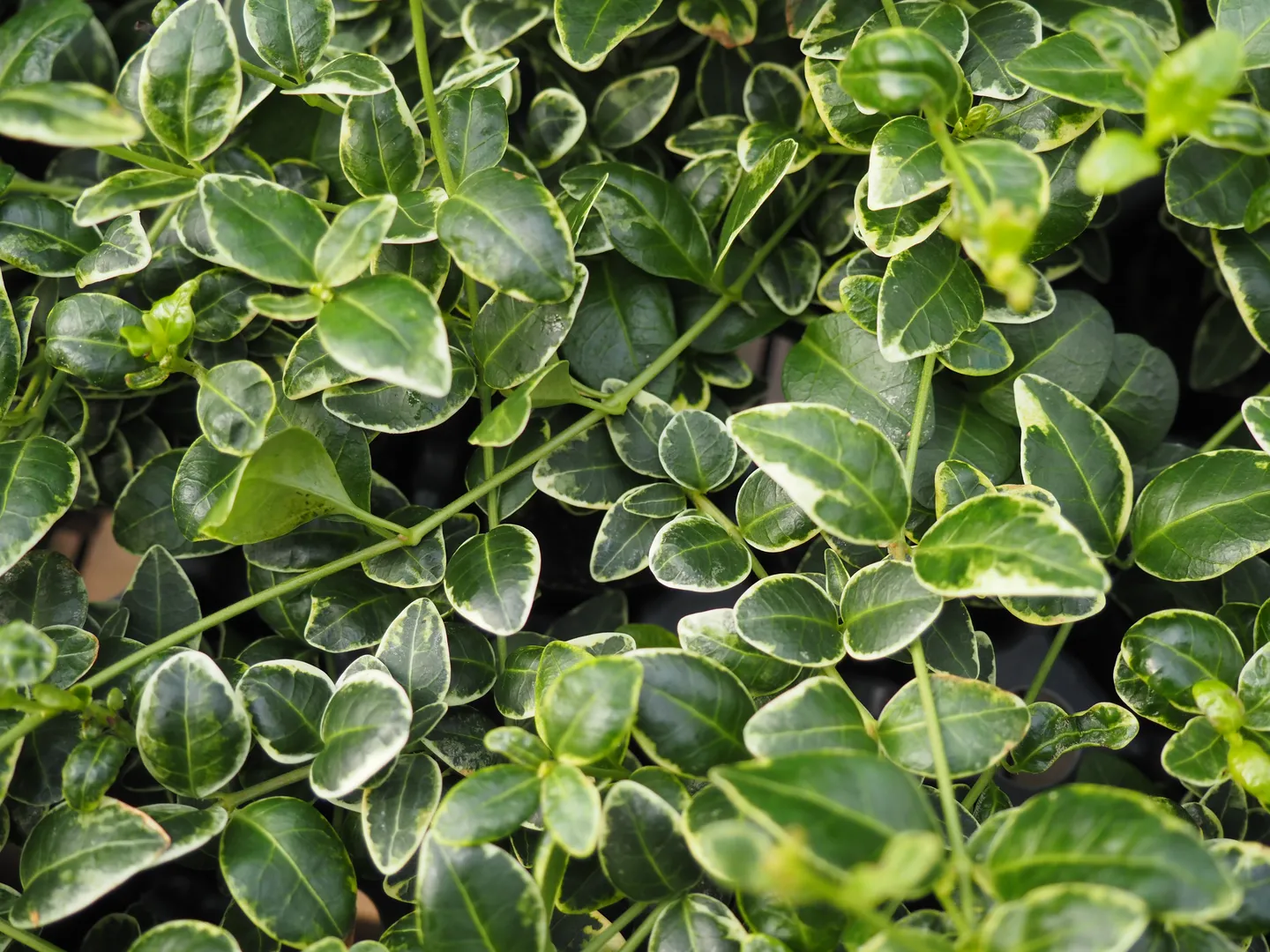 VINCA MINOR RALPH SHUGART