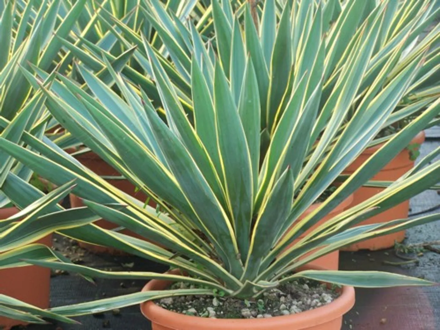 YUCCA GLORIOSA VARIEGATE