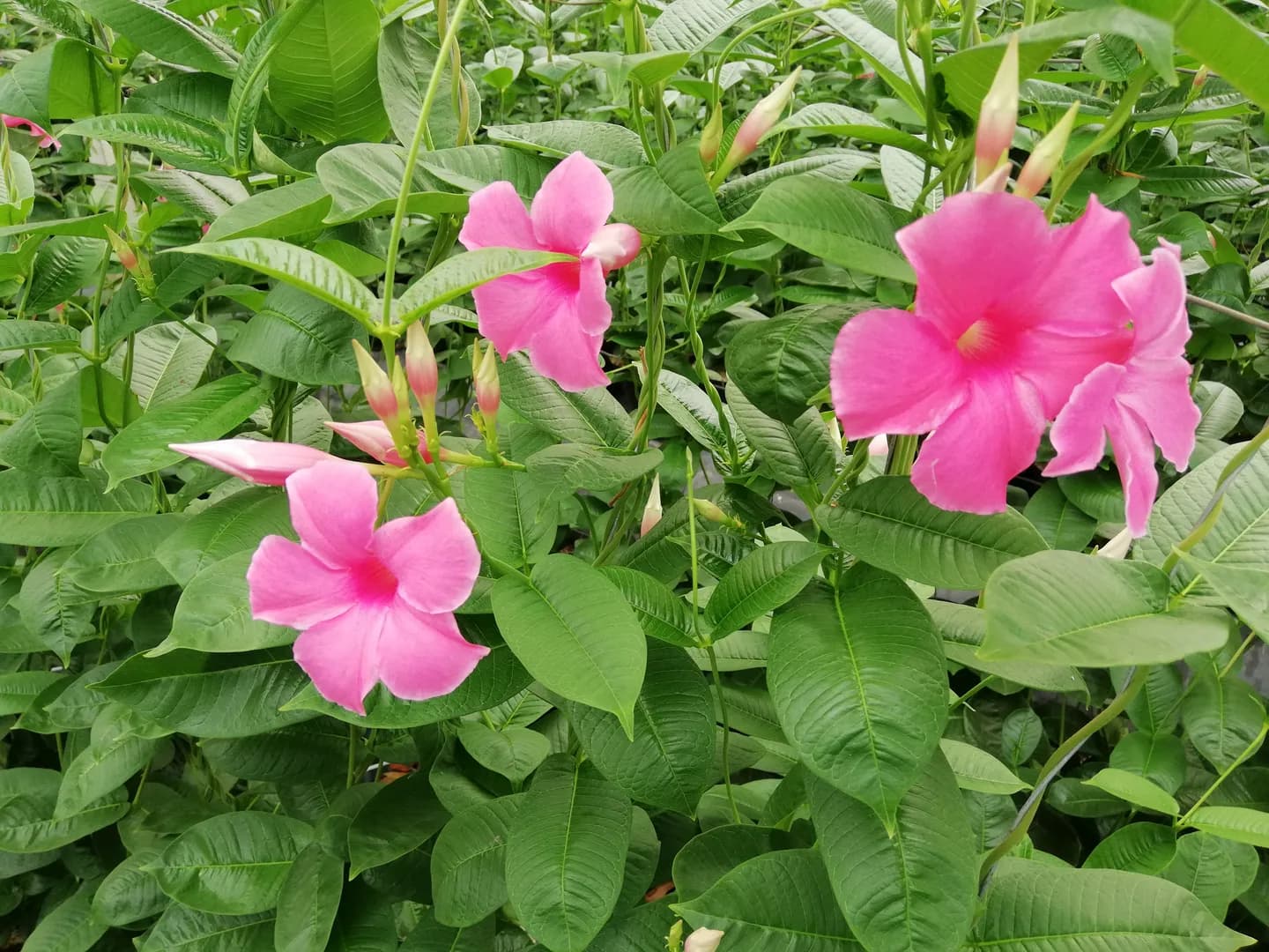 MANDEVILLA ALICE DUPONT