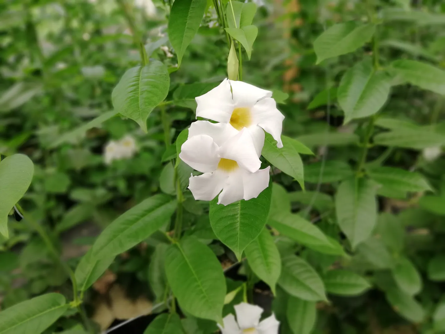 MANDEVILLA BOLIVIENSIS WHITE