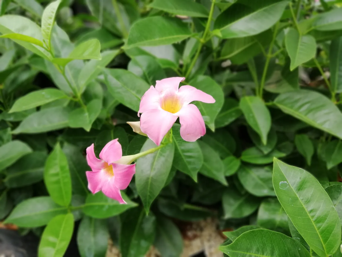 MANDEVILLA TROPICAL BREEZE "BLUSHING PINK"