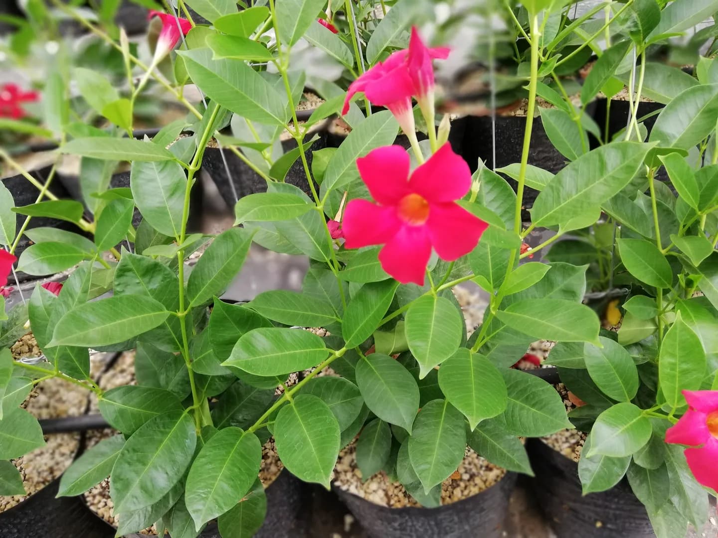MANDEVILLA TROPICAL BREEZE "FLAMING RED"