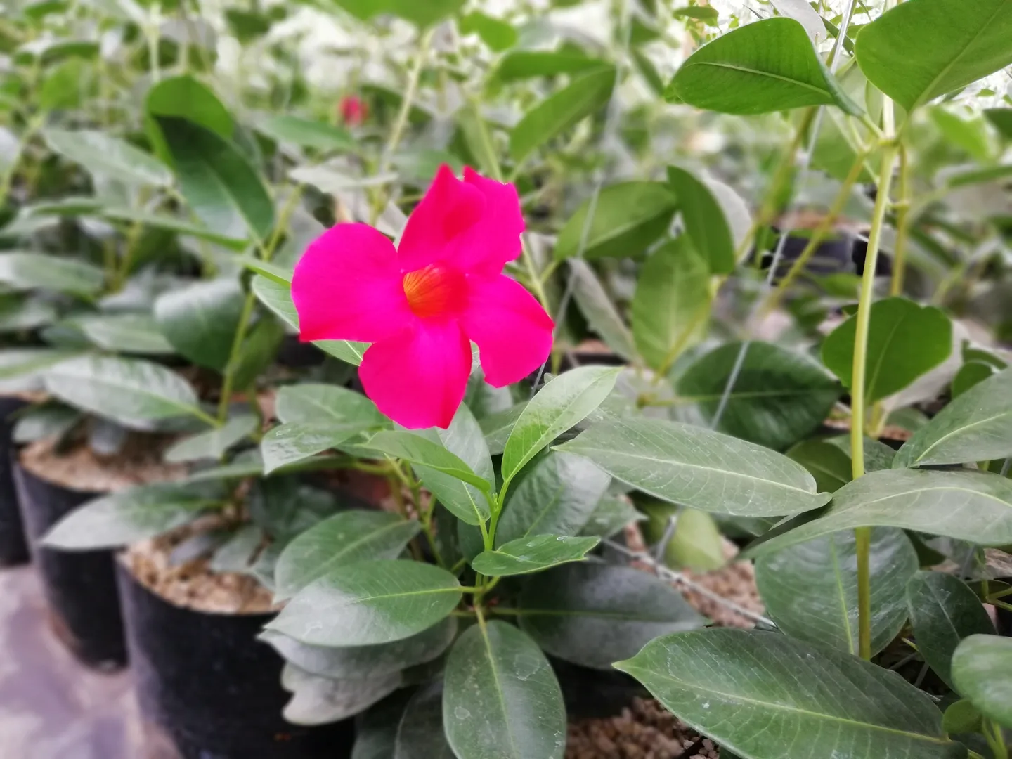 MANDEVILLA TROPICAL BREEZE "RASPBERRY KISS"