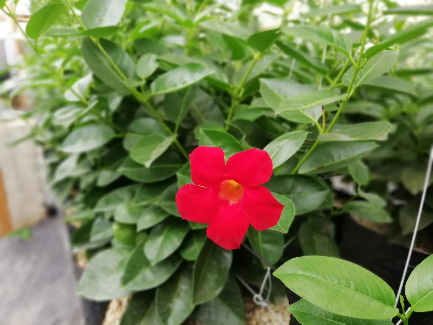 MANDEVILLA TROPICAL BREEZE "VELVET RED"