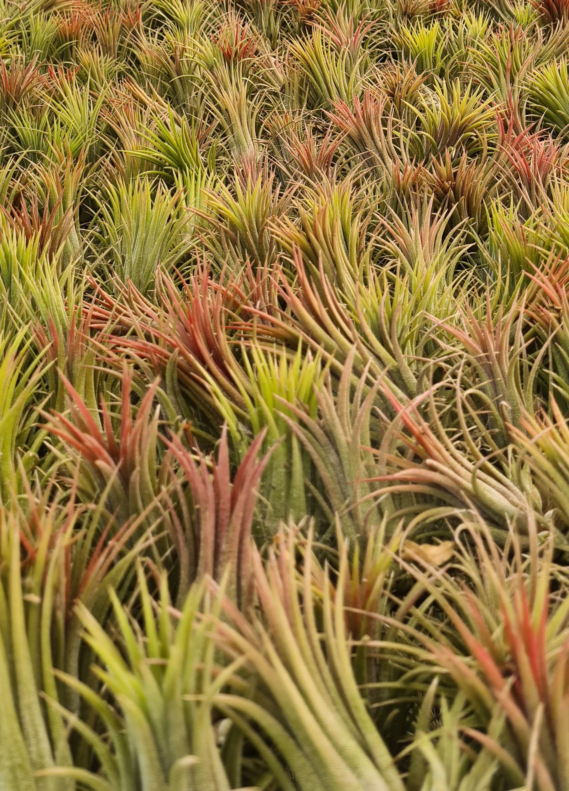 No soil, no limits.