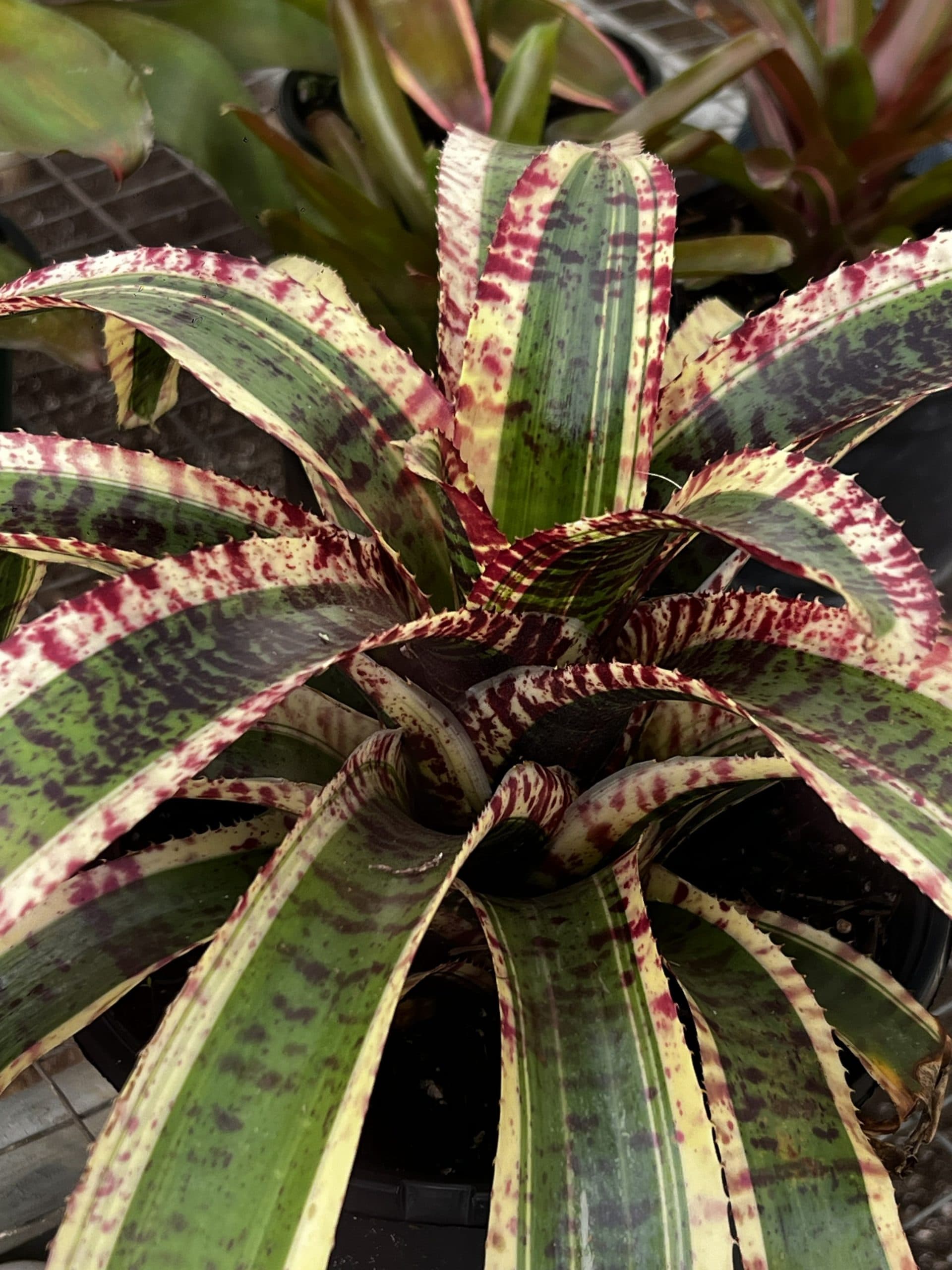 Center color that lasts.