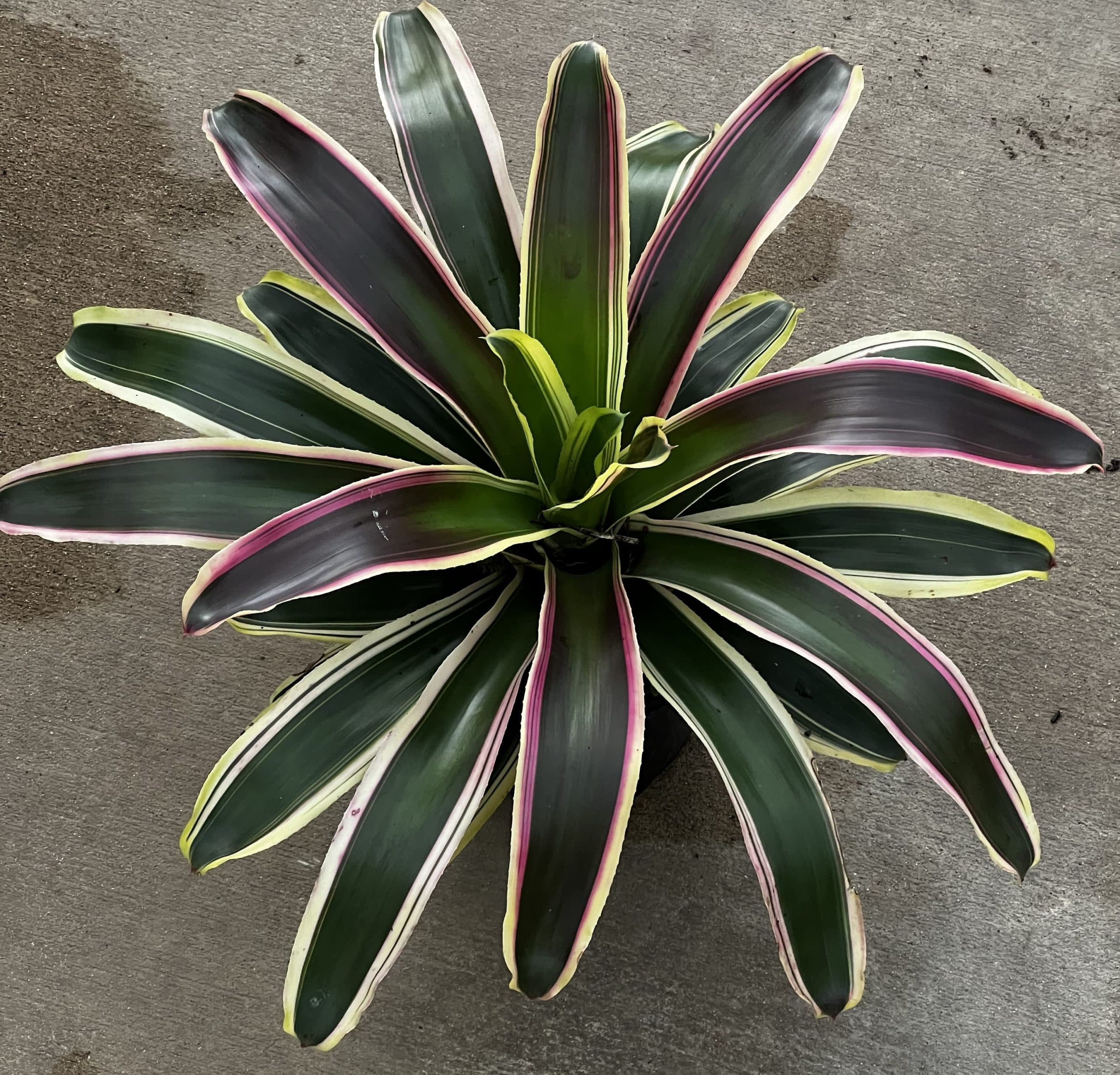 BROMELIAD NEOREGELIA RAPHAEL
