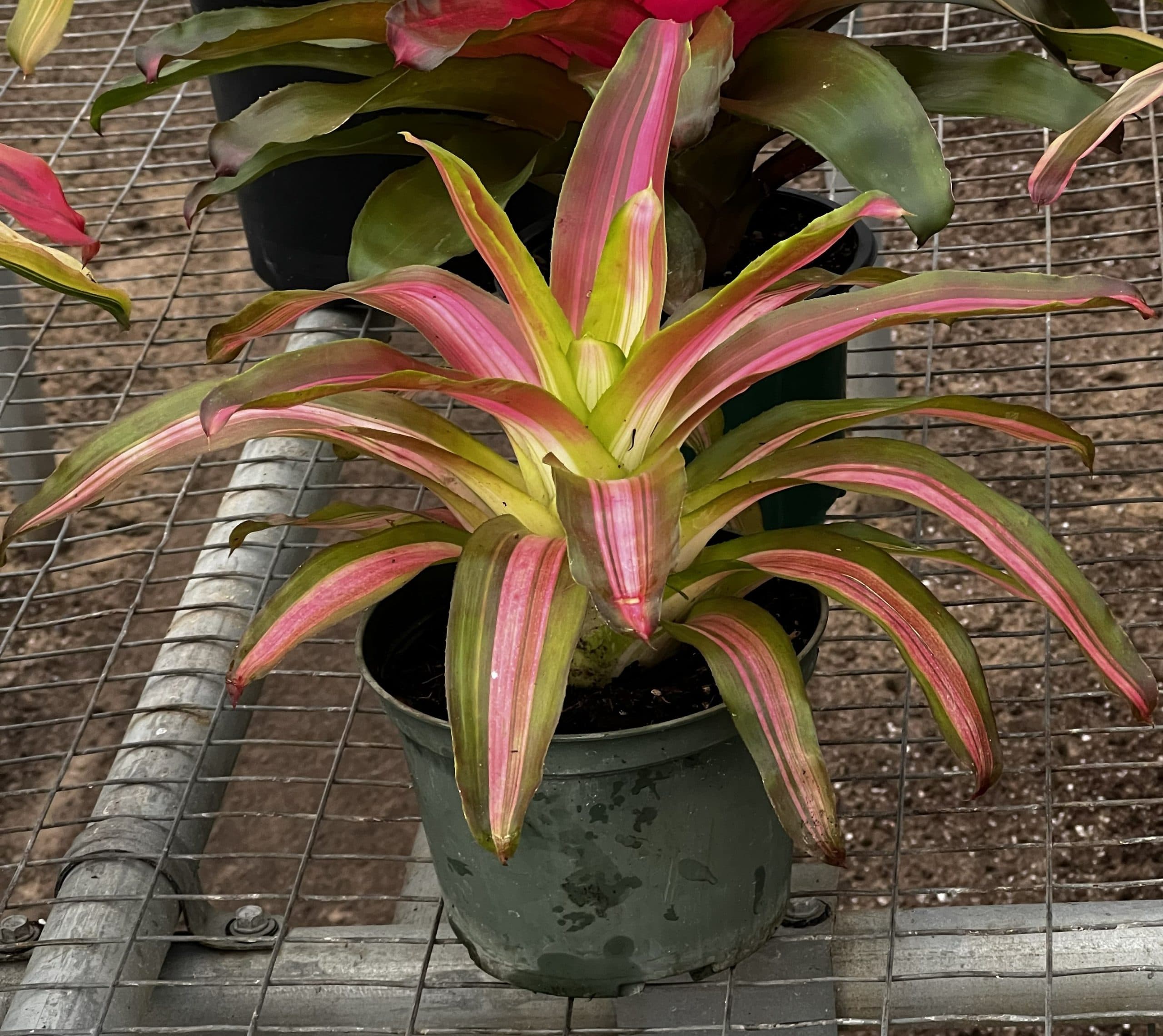 Center color that lasts.
