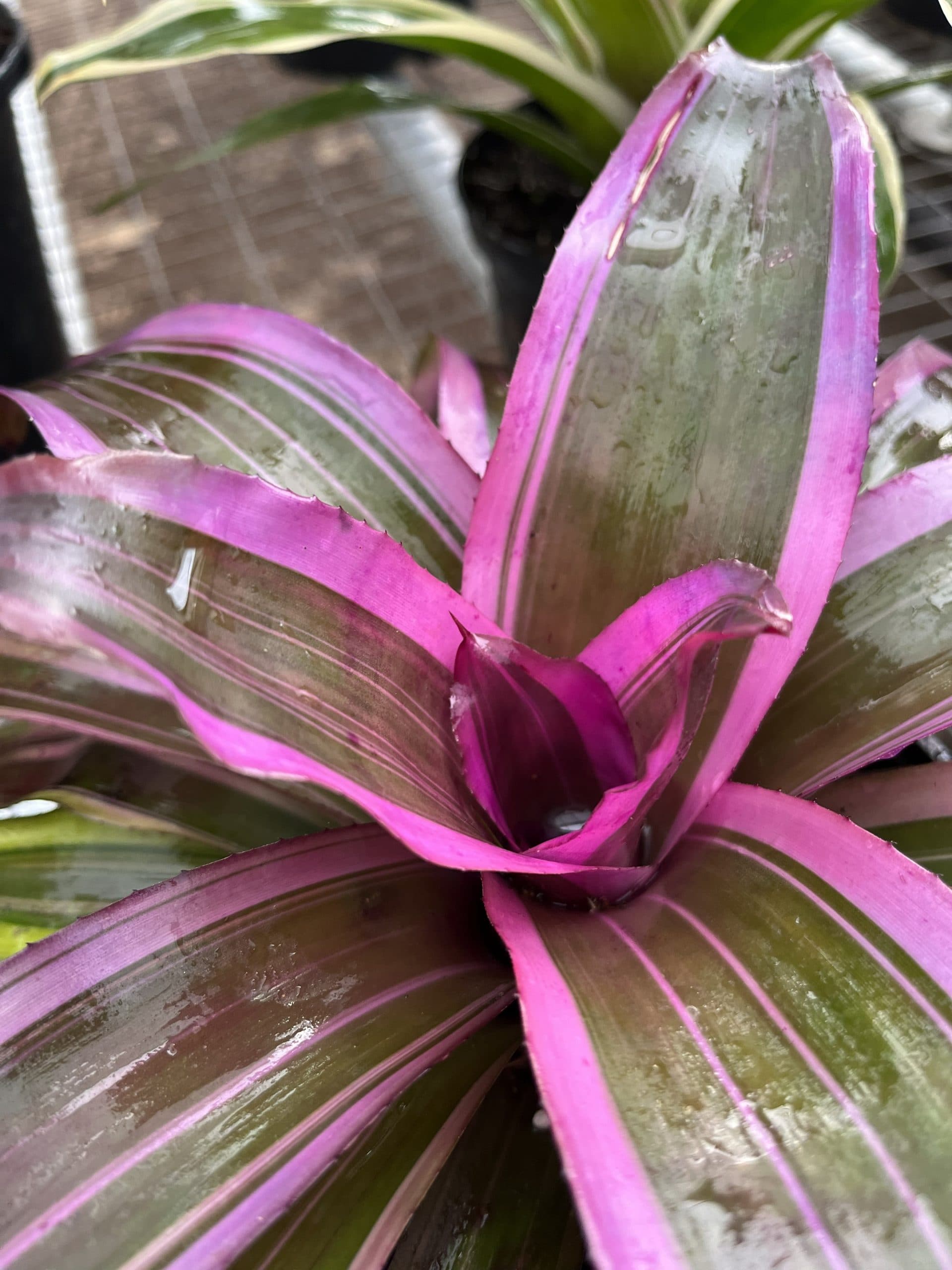 Center color that lasts.
