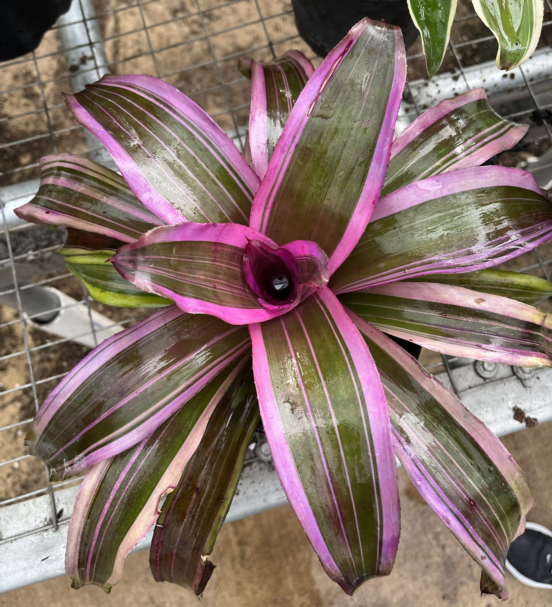 BROMELIAD NEOREGELIA PINK MAGIC