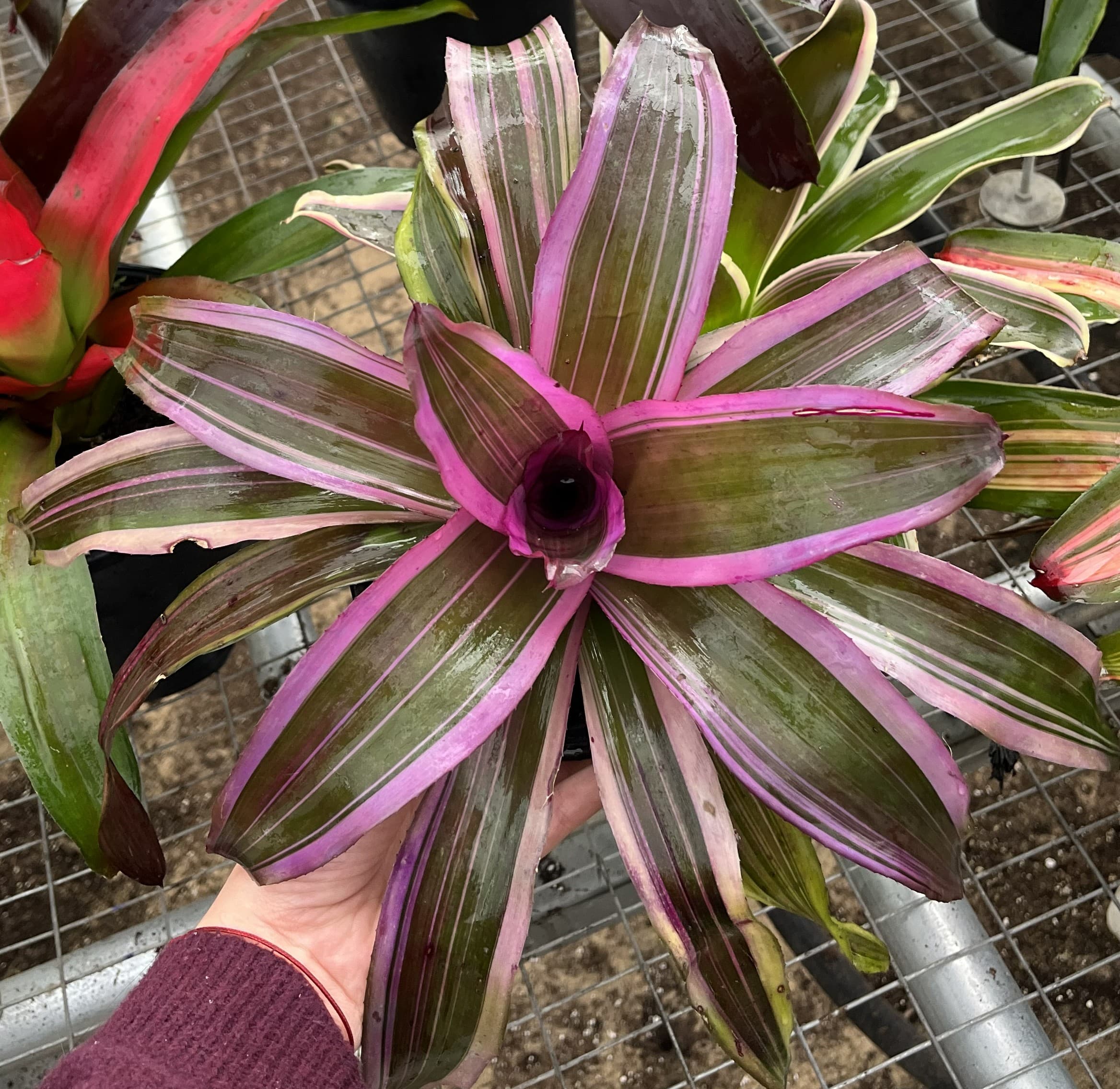 Center color that lasts.