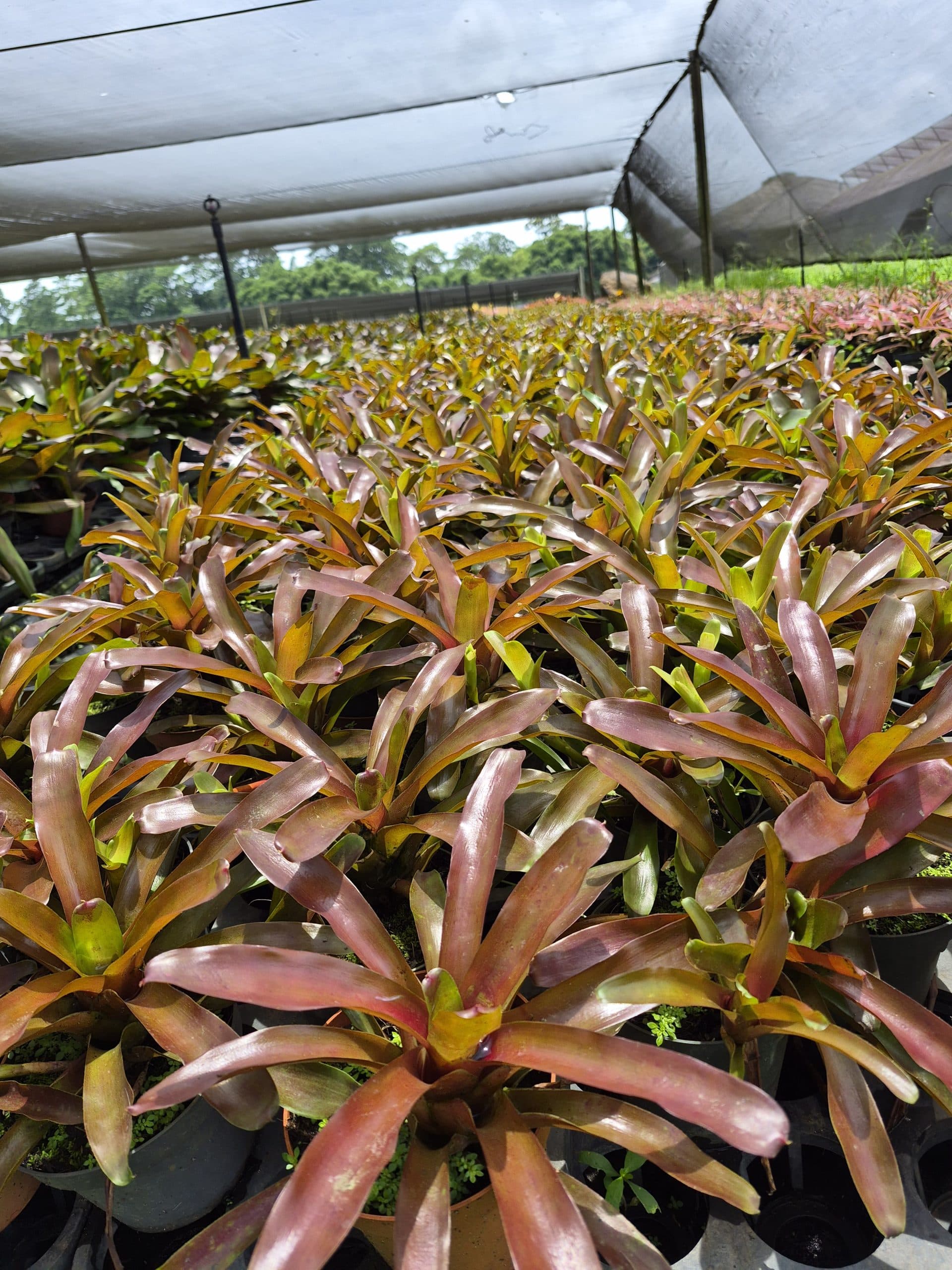 BROMELIAD NEOREGELIA FIREBALL
