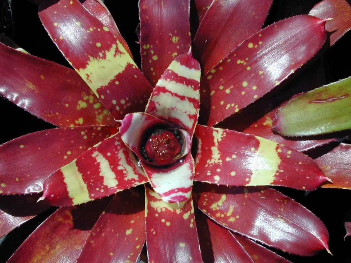 BROMELIAD NEOREGELIA GAZPACHO