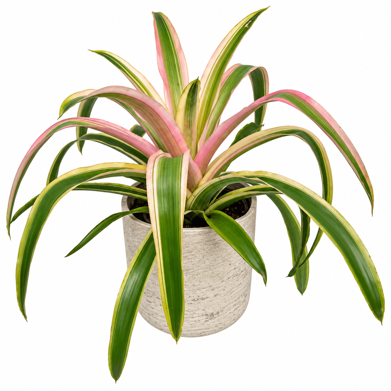 Striking foliage that turns up the color in bright light.