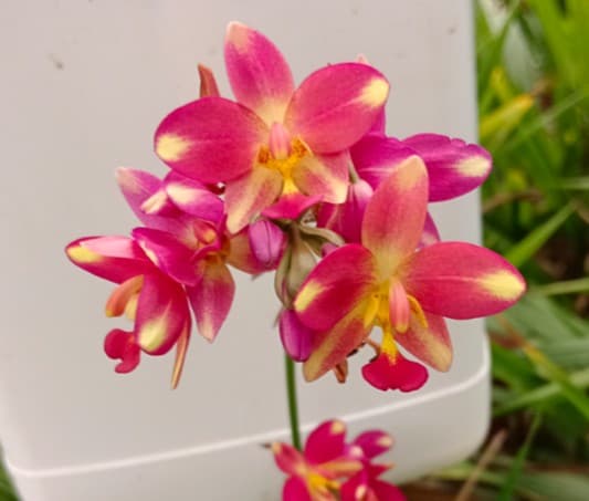 SPATHOGLOTTIS SORBET™ BERRY BANANA