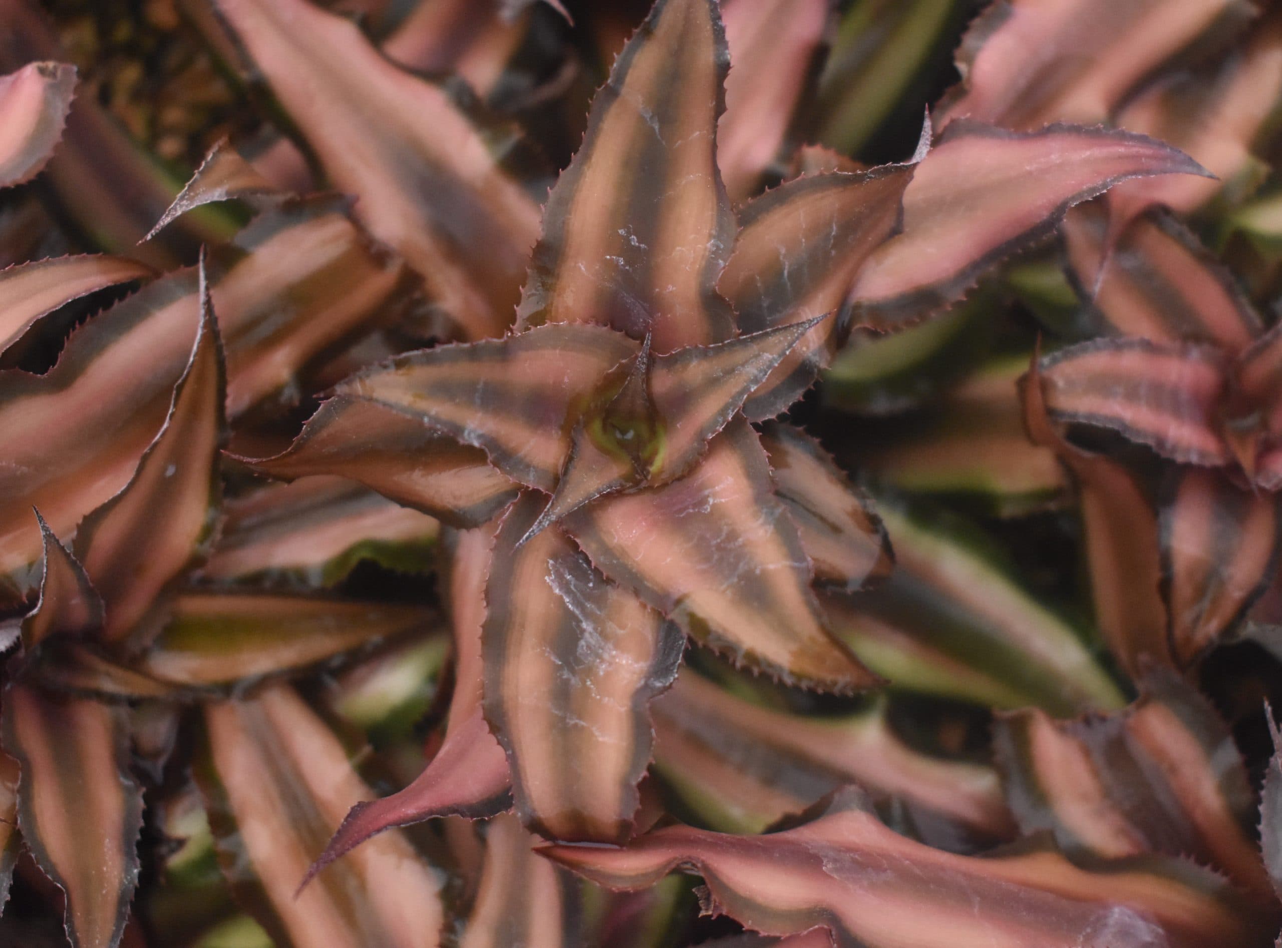 CRYPTANTHUS BIVITTATUS