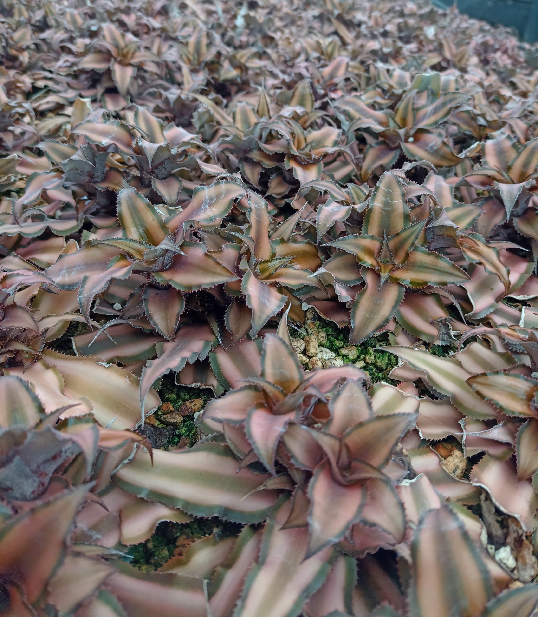 Earth stars, small but stellar.