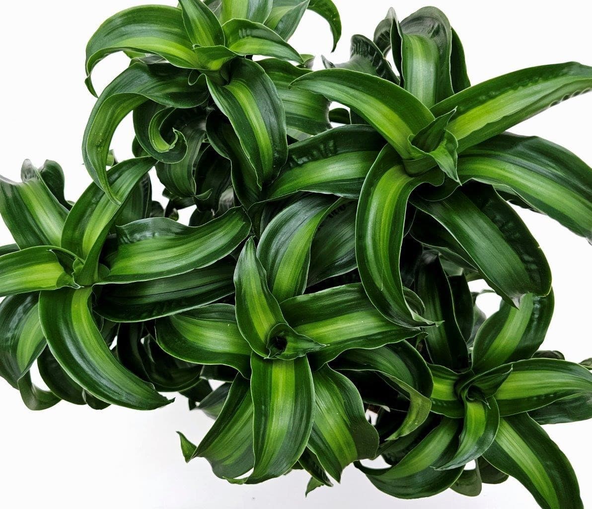 DRACAENA DRAGONTREE TYPES