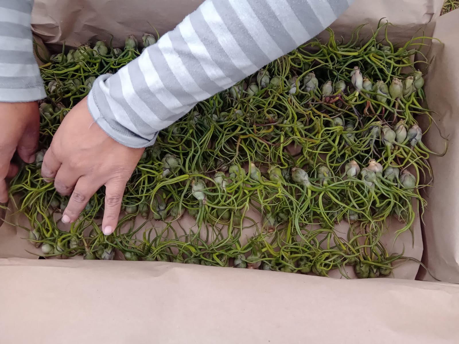 No soil, no limits.