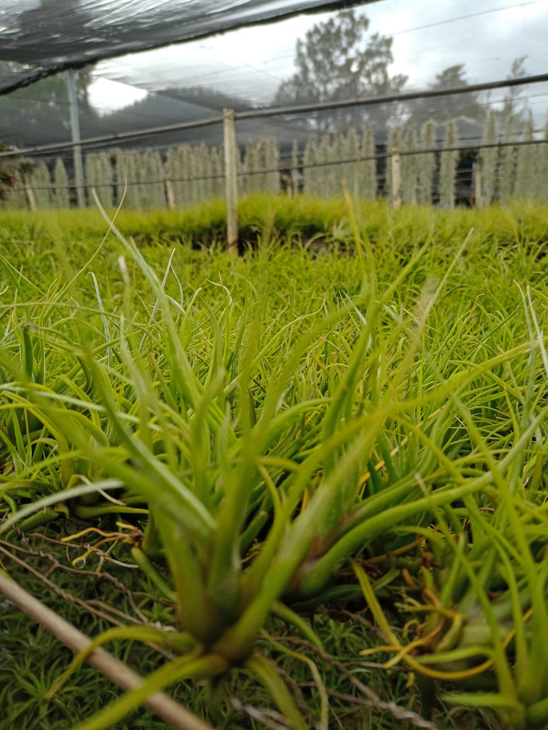 No soil, no limits.